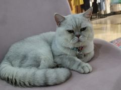 -糯米喵星人·撸猫猫舍咖啡馆(西市场嘉华店)