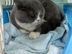 -艾贝尔宠物医院·24H转诊中心·肿瘤猫专科(江宁双龙店)