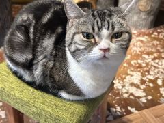 -猫猫幼稚园·撸猫·桌游·电玩