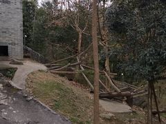 景点-都江堰中华大熊猫苑