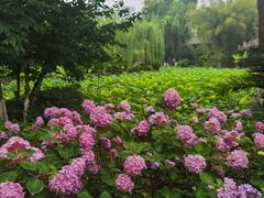 -桂湖森林公园