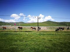 景点-祁连山草原