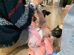 -浣熊柯尔鸭土拨鼠·电玩咖
