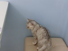 -喵的天空名猫咖啡馆·撸猫·猫舍·用品