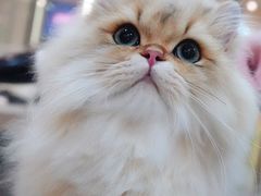 -momokira米努特·德文卷毛猫·棉花面纱犬