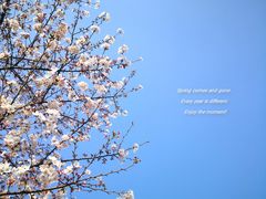 -顾村公园