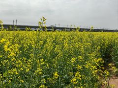 -光明小镇欢乐田园