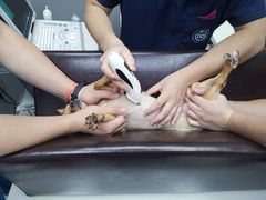 -关爱宠物医院·猫科中心·消化科(滨湖万达分院)