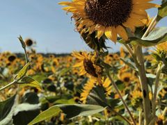 -汉长安城未央宫国家考古遗址公园