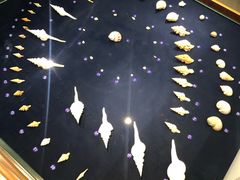 -青岛贝壳博物馆