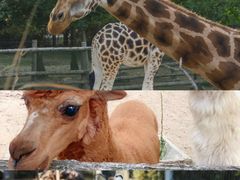 -清迈夜间动物园