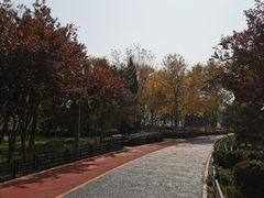 -大兴滨河森林公园