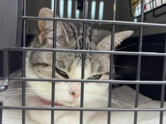 -纳吉亚猫专科动物医院·北北分院
