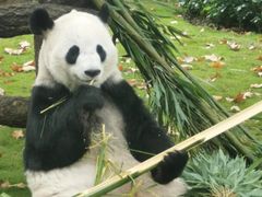 -昆明动物园
