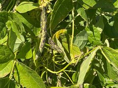 -辛安庄鸡鸣山景区