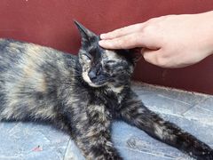 -长春观斋补堂素菜馆