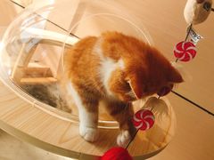 -瞄一喵猫咖(格力海岸店)