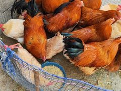 -红月湾海鲜饭店•沙滩海景(双月湾店)