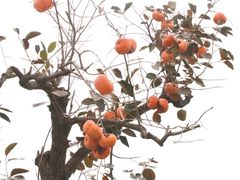 -海南航空营运基地