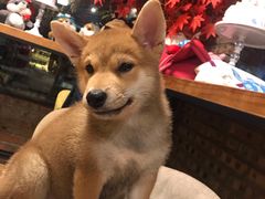 -柴犬高等学院·狗咖·柴犬售卖·宠物训练