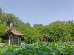 -莲湖公园