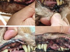 -鑫艺宠物美容培训学校