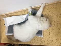 -伟伟宠物医院·瑞派猫友好医院·猫科(光谷店)