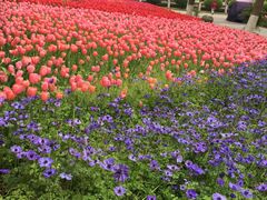 -上海鲜花港