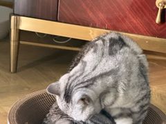 -伟伟宠物医院·CT影像中心·瑞派犬猫综合性门诊(汉口总院)
