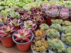 -三圣花乡旅游区