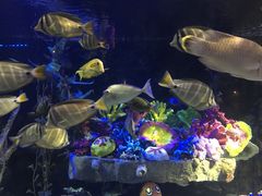 -太平洋海底世界