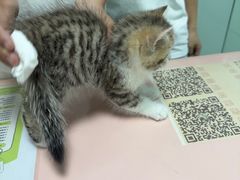 -嘉馨宠物医院·CT影像转诊·心脏科·犬猫全科诊疗中心(下沙大学城院区)