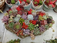 -龙大花卉苗木市场