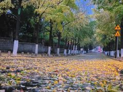 -八大关景区