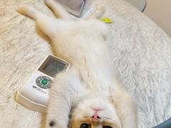 -lincat·猫舍(广州店)