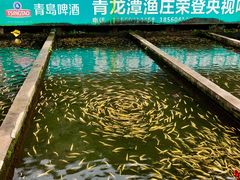 -青龙潭鱼庄