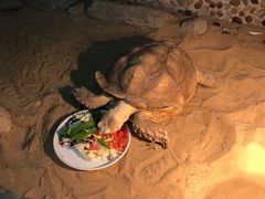 -上海大自然野生昆虫馆(东方明珠·爬宠昆虫探索中心)