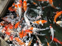 景点-南宫五洲植物乐园