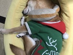 -逗柴咖啡屋·狗咖猫咖宠物桌游