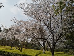 -苏州金鸡湖大酒店