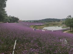 -大塘金香草谷