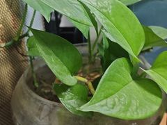 -小肠陈卤煮(草桥店)