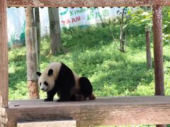 -中国大熊猫保护研究中心雅安碧峰峡基地