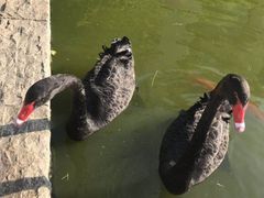 -行者书屋大堂吧 ·下午茶(南京圣和府邸酒店)