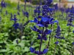 -映月湖公园