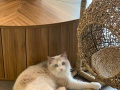 -飞行喵MR PILOT|猫舍·猫咖(静安大融城店)