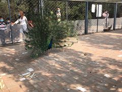 -长白岛森林公园