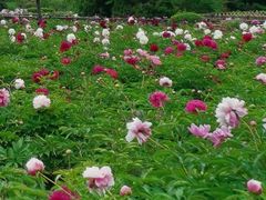 -黑龙江省森林植物园