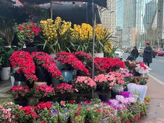 -青石桥花鸟鱼虫市场(叠翠城店)