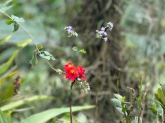 -中国科学院西双版纳热带植物园
